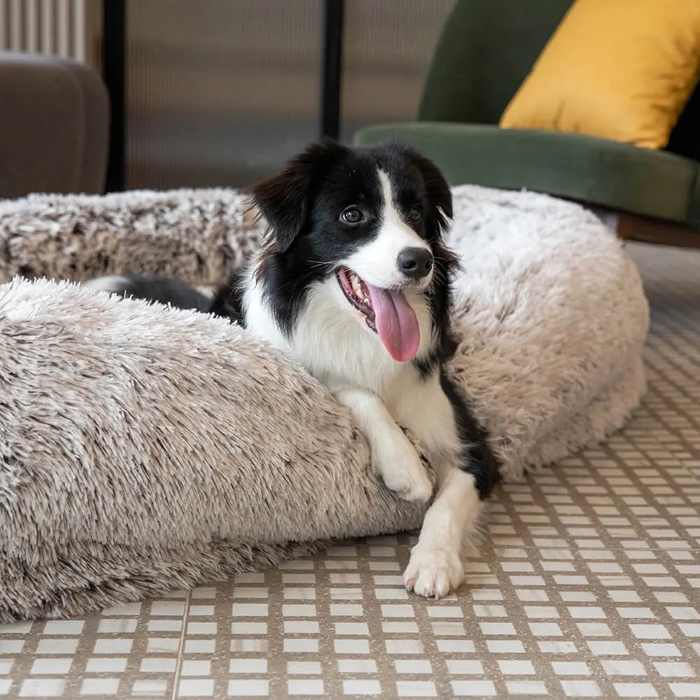 Do Chew-Proof Dog Beds Exist for Powerful Chewers?