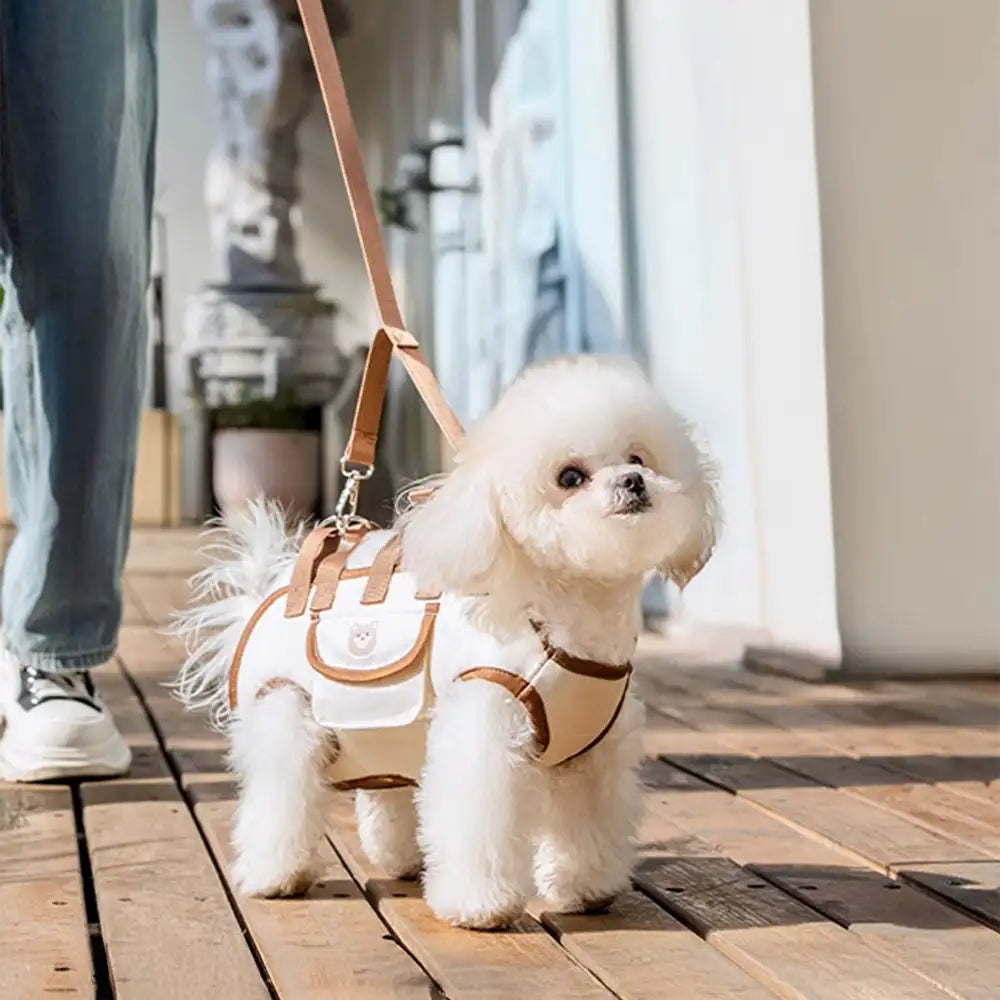 Top 100 Dog Names for Your New Puppy