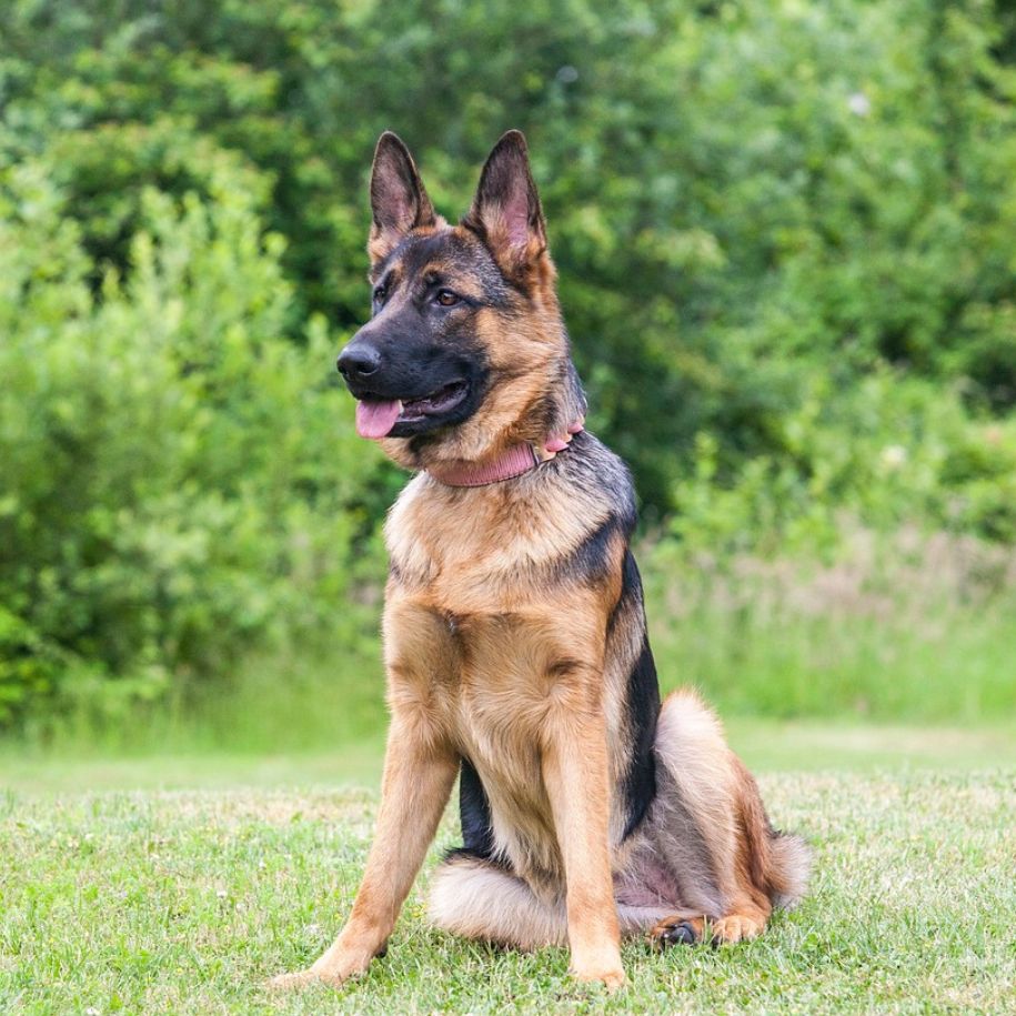 German Shepherd Information and Characteristics
