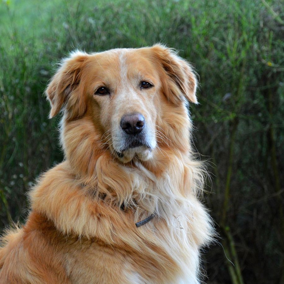 Golden Retriever Health and Care