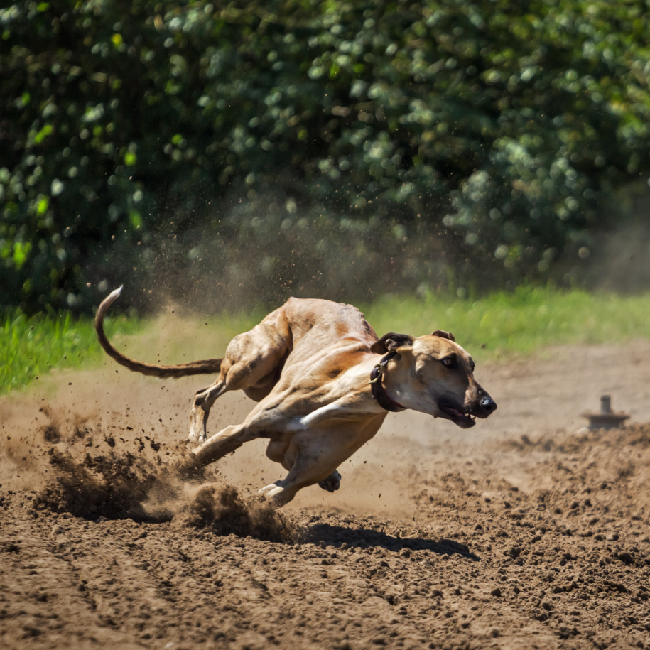 Greyhound Dog Breed Information and Characteristics