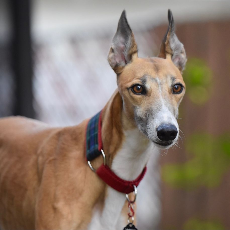 Hound Dog Breeds: Everything You Need to Know