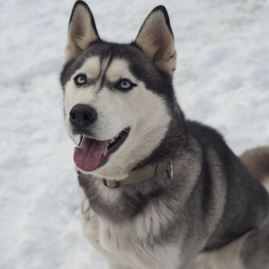 Husky Information and Care Guide | FunnyFuzzy UK