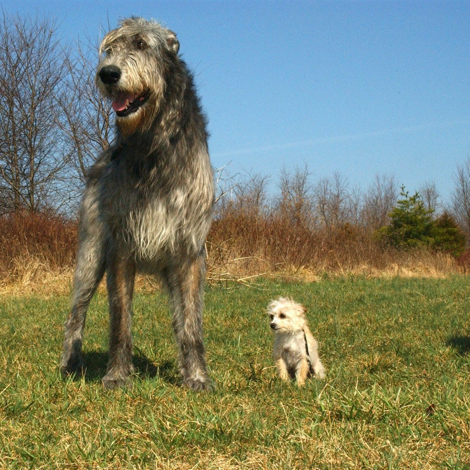 Irish Wolfhound Dog Breed Information and Characteristics