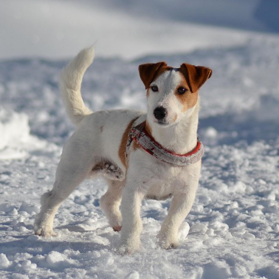 Jack Russell Terrier Information and Characteristics
