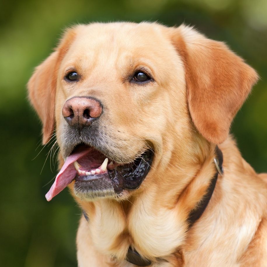 Labrador Retriever Information and Characteristics