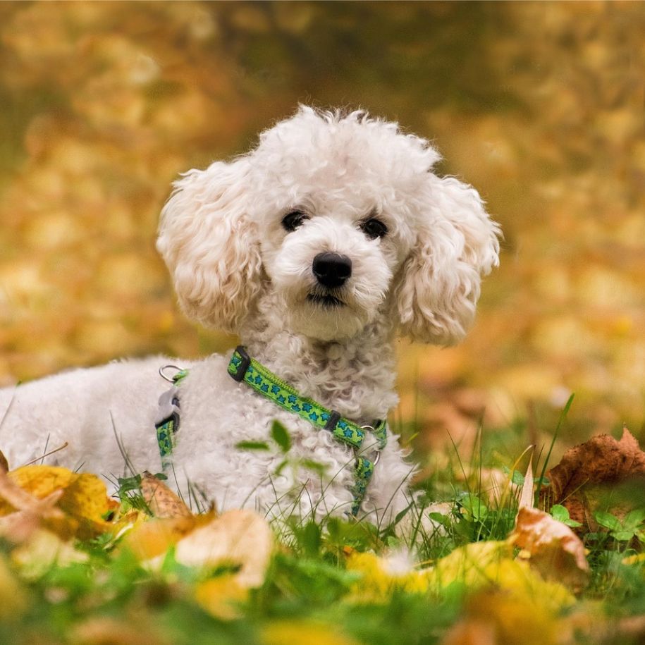 Top 15 Poodle Mix Breeds UK Owners Love | Doodle Dogs Guide