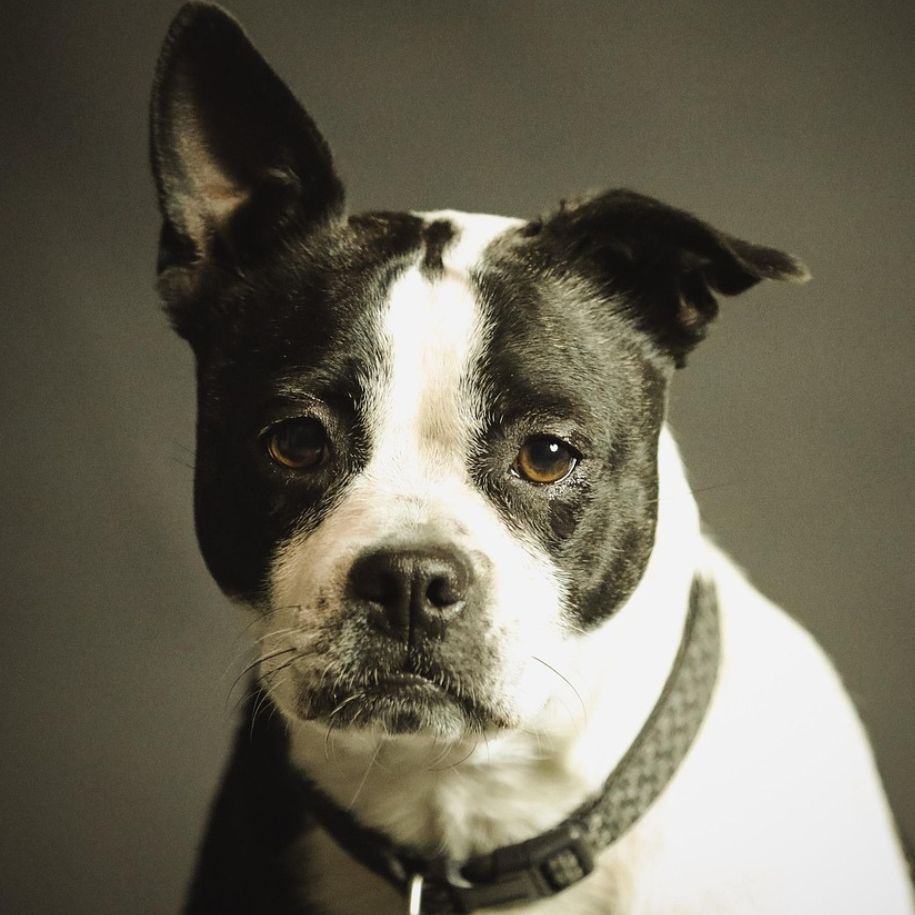 How To Stop Separation Anxiety in Dogs