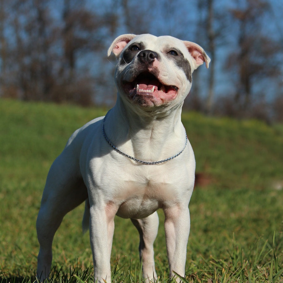 Staffordshire Bull Terrier Dog Breed Information and Characteristics