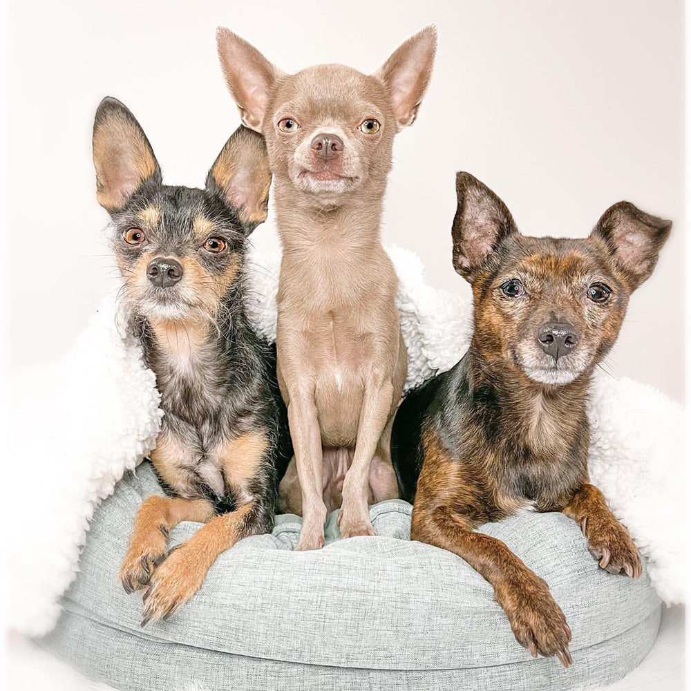 Be careful with your dog in spring!