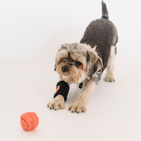 How To Choose The Right Puppy Toys?