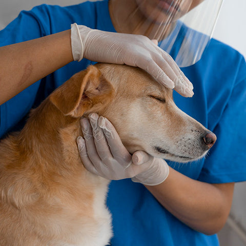 The Importance of Spaying Or Neutering Your Dog