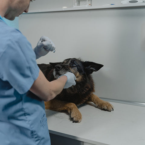 Top Vet Tips for dog owners: Veterinarians approved