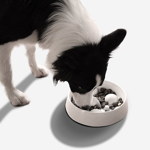 The Benefits of Slow Feeding For Your Dog