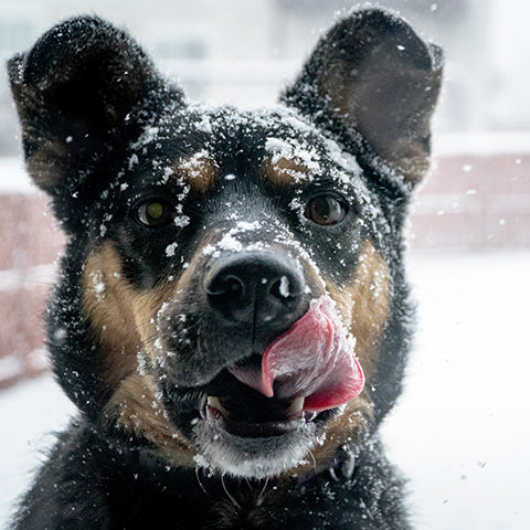 Tips for Winter Hiking with Your Dog