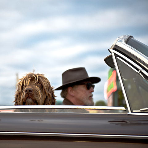 The Ultimate Checklist For A Car Trip With Your Dog