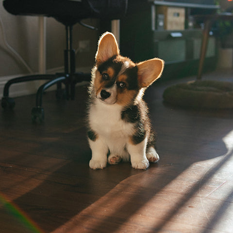 How To Prepare For A New Dog?