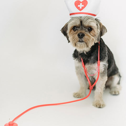 How to Deal with Parvo in Dogs? Outlook, Diagnosis, Treatment, and Signs of Parvovirus