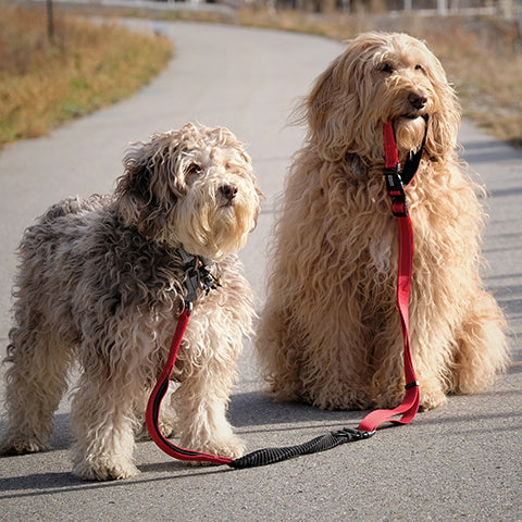 What Is the Best Dog Lead for Your pup?