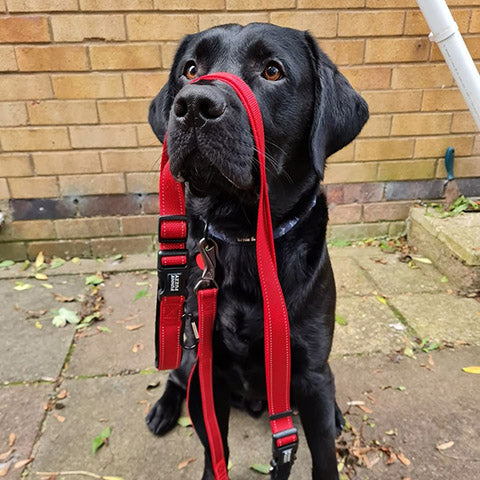 How To Lead Train Your Puppy?