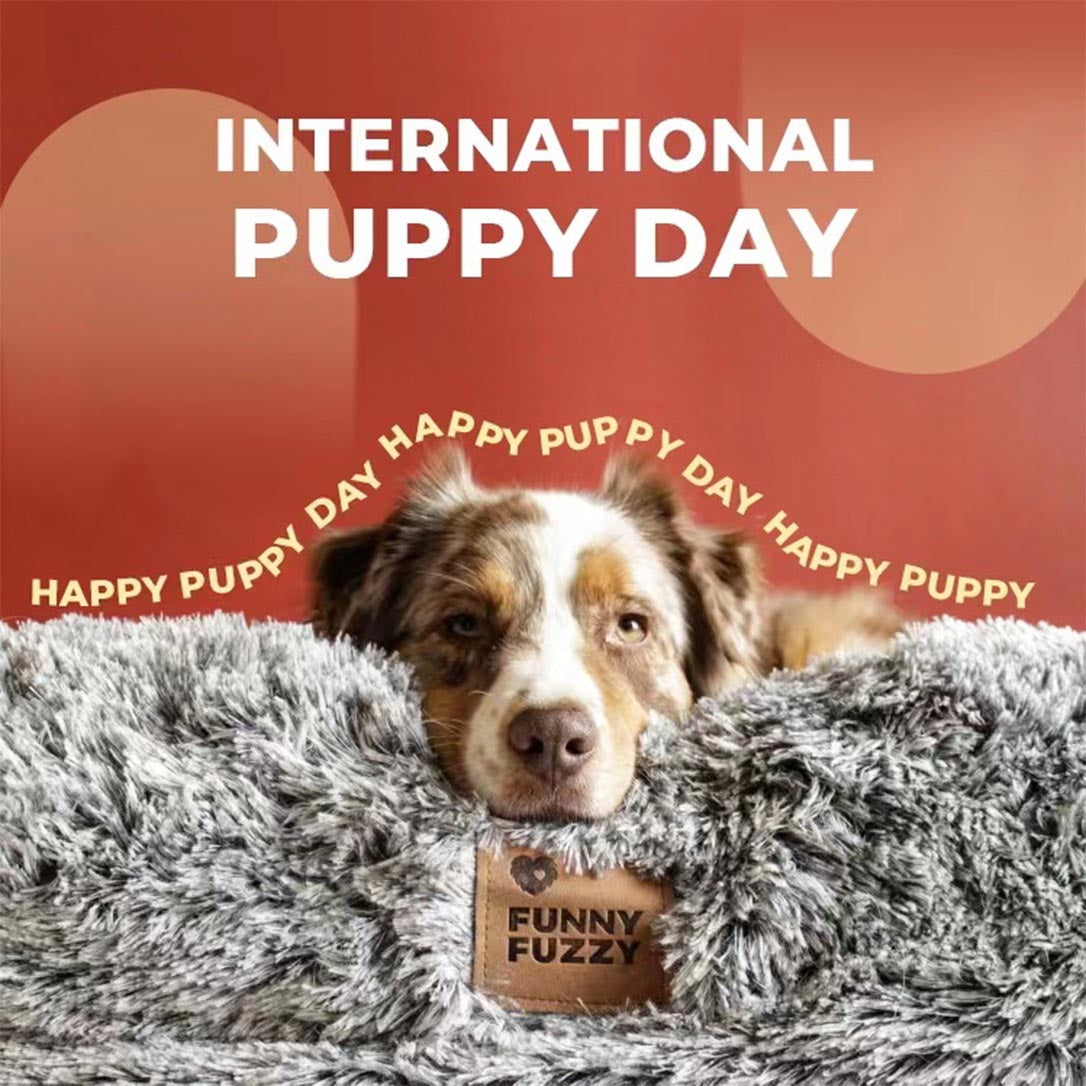 Celebrating International Puppy Day