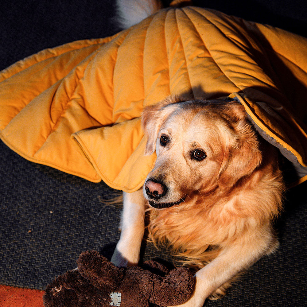 Why Do Dogs Love Blankets?