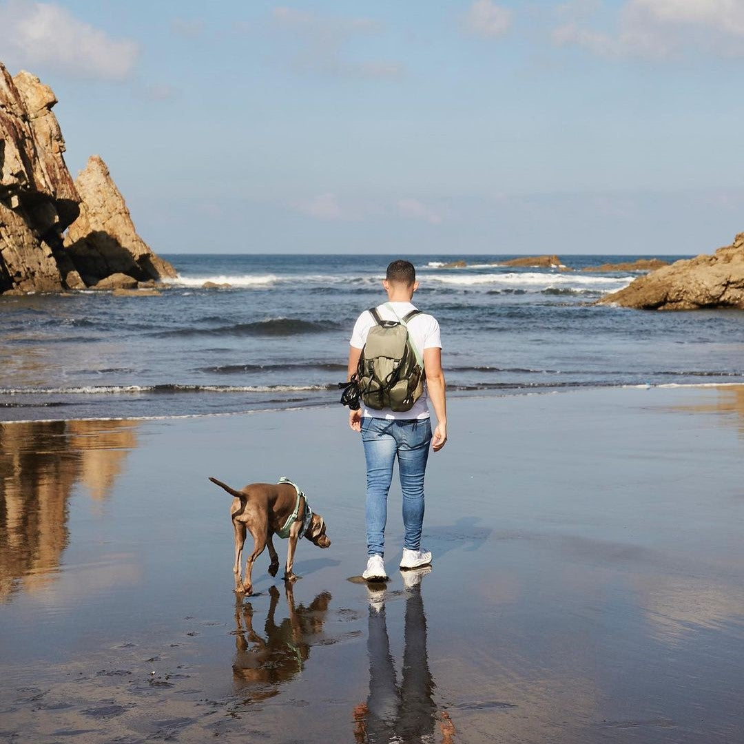 Fun Summer Things To Enjoy With Your Dog