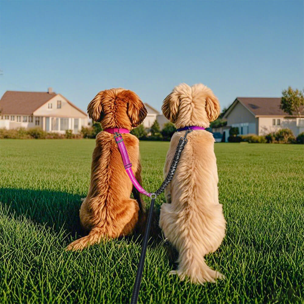 No-Tangle Shock Absorbing Double Lead Dog Lead