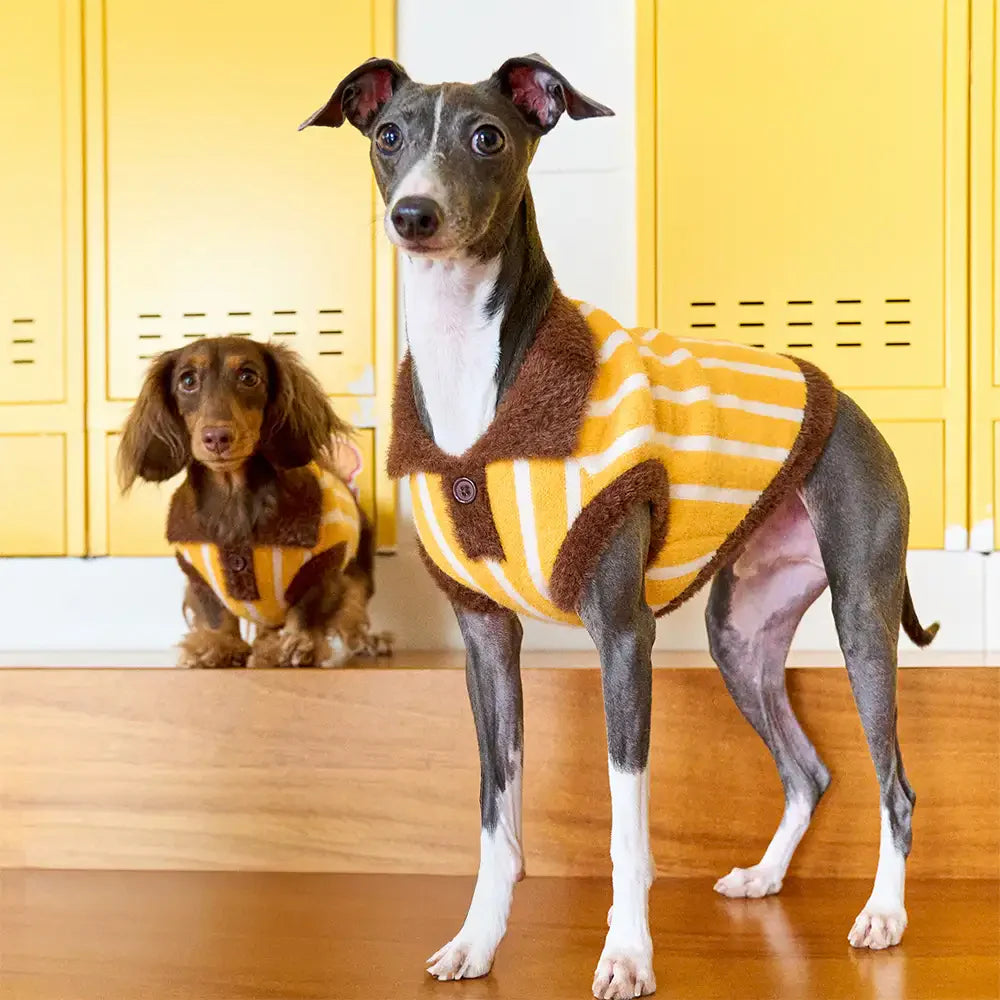 Color Blocked Striped Dachshund Polo Collar Dog Jumper Dog Clothes Sweater