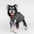 High-Neck Quilted Dog Coat – Warm Fashion Winter Coat