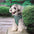 Eco-friendly Recycled Fabric No-Pull Dog Harness/Lead