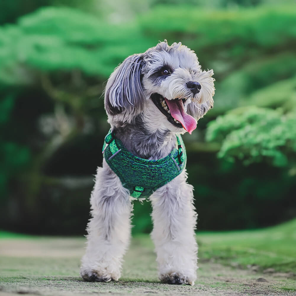 Eco-friendly Recycled Fabric No-Pull Dog Harness/Lead