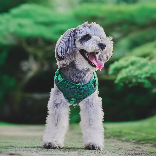 Eco-friendly Recycled Fabric No-Pull Dog Harness/Lead