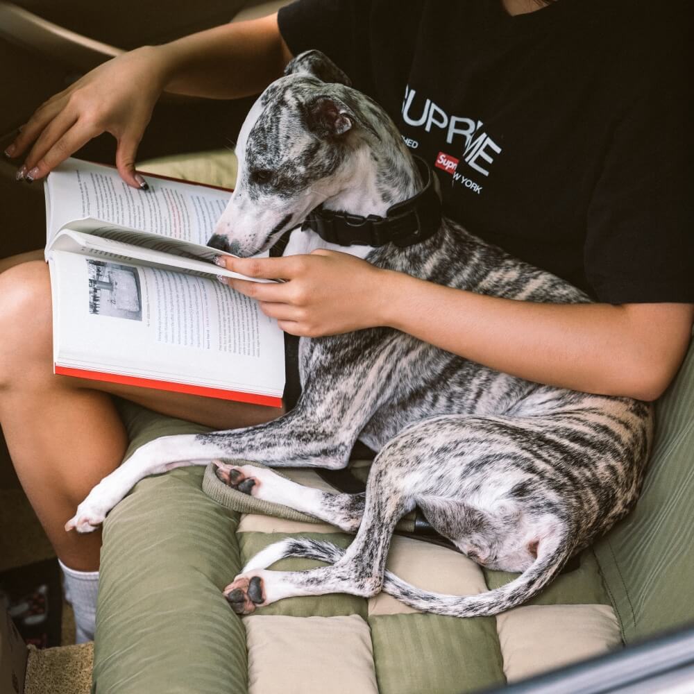 Travel Bolster Safety Back Single Seat Large Dog Car Seat Bed – Chessboard Lounge