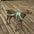 Gummy Cool Dog Accessories Walk Set - FUNNYFUZZY