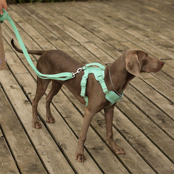 Gummy Cool Dog Accessories Walk Set - FUNNYFUZZY