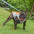 Breathable Vest For Sunstroke Prevention Water-soluble Dog Cooling Vest